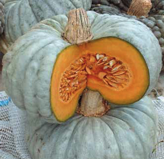 Zucca Berettina - 1 Pcs