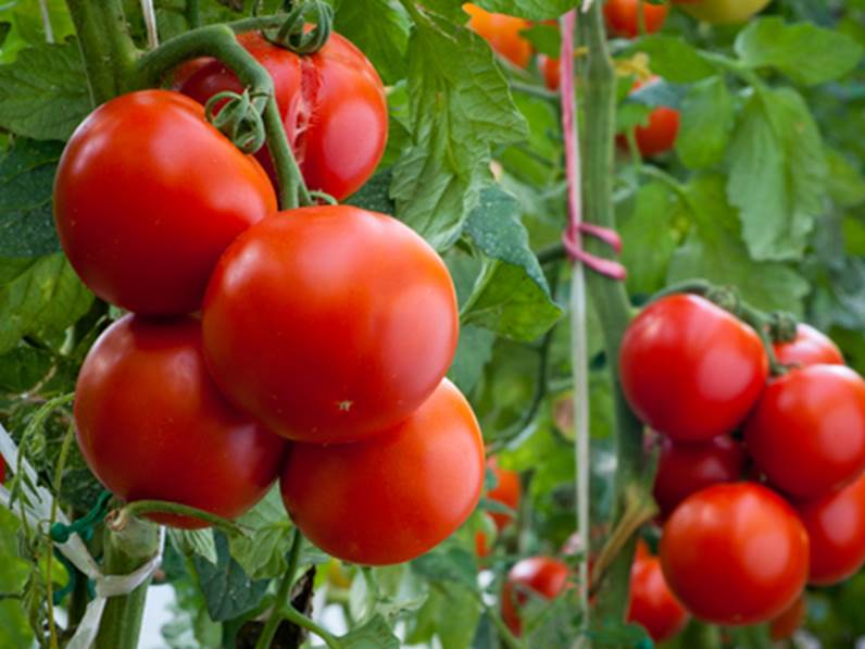 Pomodoro oro tondo 500gr
