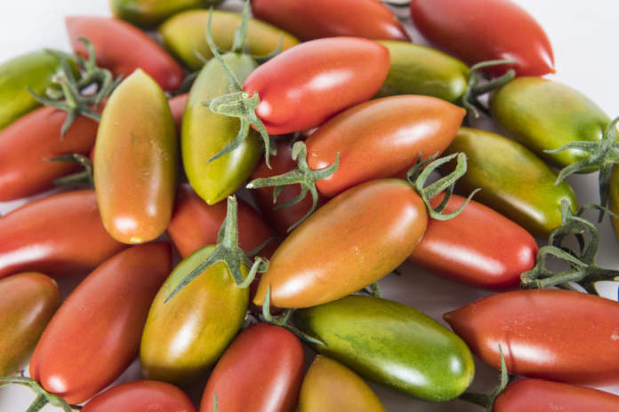 Pomodoro Torpedino500gr